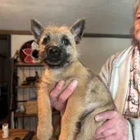 Rascal, a male Cairn Terrier for sale in Norman, AR – Photo 3 of 4