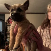 Rascal, a male Cairn Terrier for sale in Norman, AR – Photo 4 of 4