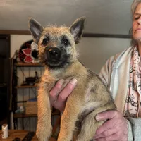 Rascal, a male Cairn Terrier for sale in Norman, AR – Photo 2 of 4
