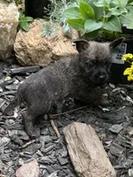 Mooney, a male Cairn Terrier for sale in Norman, AR – 8 of 8