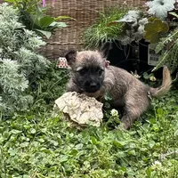 Doune, a female Cairn Terrier for sale in Norman, AR – 1 of 1