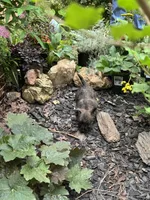Mooney, a male Cairn Terrier for sale in Norman, AR – 4 of 8