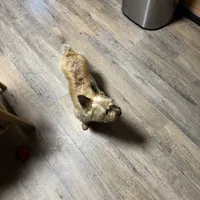 Marley, a female Cairn Terrier for sale in Norman, AR – Photo 3 of 4