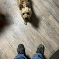 Marley, a female Cairn Terrier for sale in Norman, AR – Photo 4 of 4