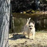 Marley, a female Cairn Terrier for sale in Norman, AR – Photo 1 of 4