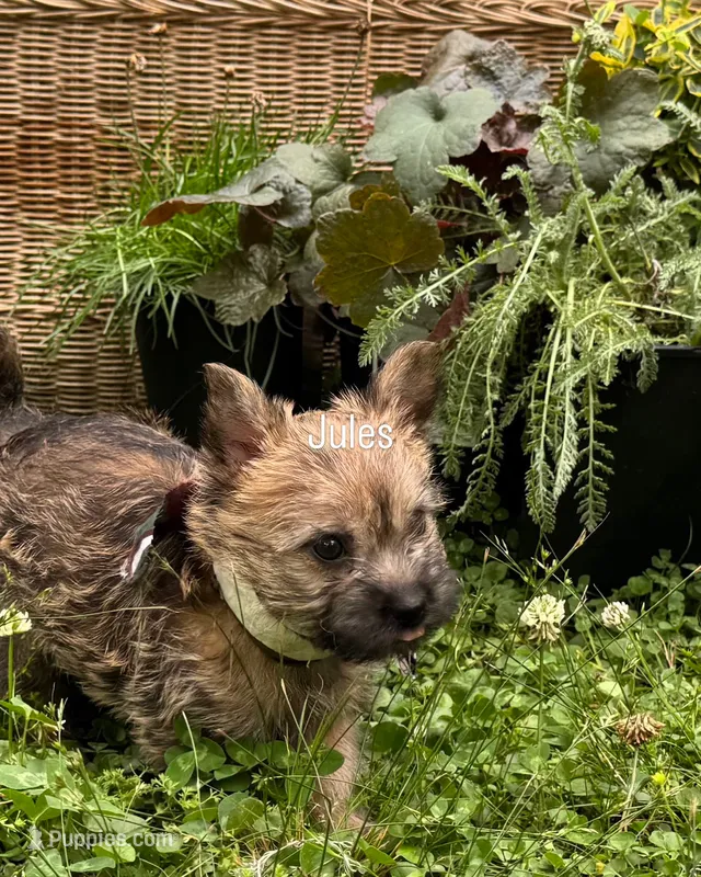 Jules – Cairn Terrier puppy for sale in Norman, AR