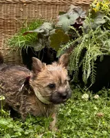 Jules, a female Cairn Terrier for sale in Norman, AR – 1 of 1
