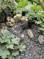 Mooney, a male Cairn Terrier for sale in Norman, AR – 3 of 8