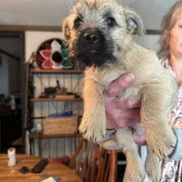 Woim, a male Cairn Terrier for sale in Norman, AR – Photo 1 of 2