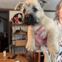 Woim, a male Cairn Terrier for sale in Norman, AR – Photo 2 of 2