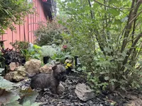Mooney, a male Cairn Terrier for sale in Norman, AR – 2 of 8