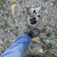 Lucky, a female Cairn Terrier for sale in Norman, AR – Photo 4 of 4