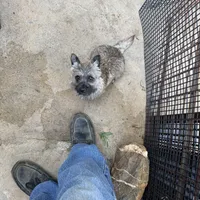 Lucky, a female Cairn Terrier for sale in Norman, AR – Photo 1 of 4