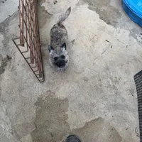 Lucky, a female Cairn Terrier for sale in Norman, AR – Photo 2 of 4