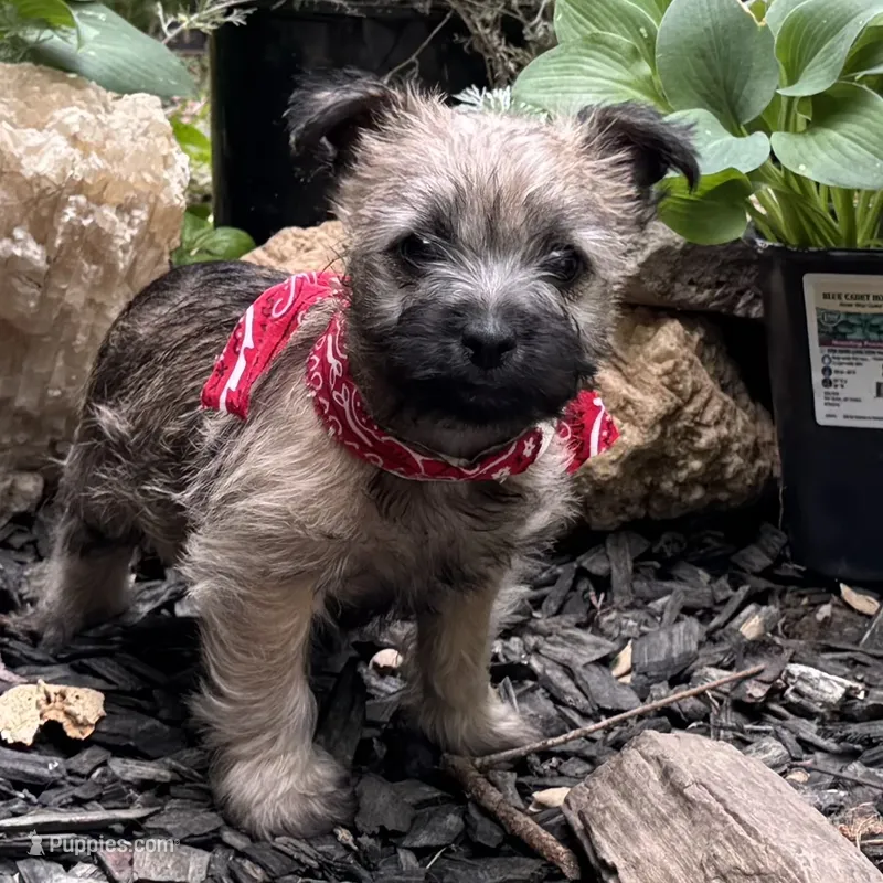 Keke – Cairn Terrier puppy for sale in Norman, AR