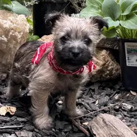 Keke, a female Cairn Terrier for sale in Norman, AR – 1 of 2
