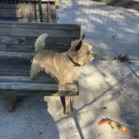 Hank, a male Cairn Terrier for sale in Norman, AR – Photo 3 of 3