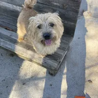 Hank, a male Cairn Terrier for sale in Norman, AR – Photo 2 of 3
