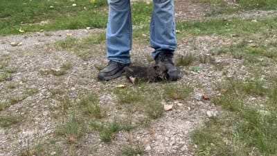 Mooney, a male Cairn Terrier for sale in Norman, AR – 6 of 8