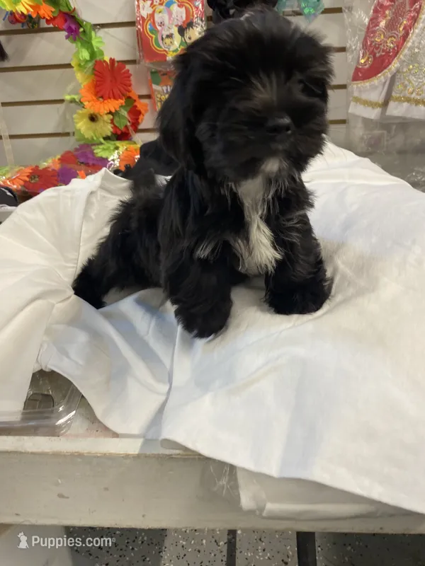 Princess – Yorkshire Terrier puppy for sale in Walkertown, NC