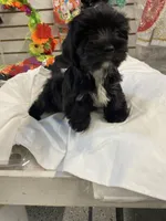 Princess, a female Yorkshire Terrier for sale in Walkertown, NC – 1 of 1
