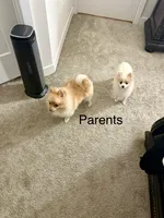 Ganon, a male Pomeranian for sale in Charles Town, WV – Photo 2 of 6