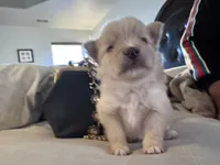 Ganon, a male Pomeranian for sale in Charles Town, WV – Photo 4 of 6