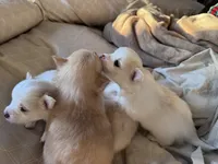 Ganon, a male Pomeranian for sale in Charles Town, WV – Photo 6 of 6