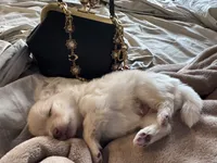 Binky, a male Pomeranian for sale in Charles Town, WV – Photo 5 of 6