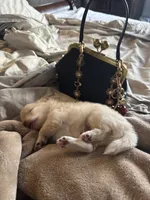 Binky, a male Pomeranian for sale in Charles Town, WV – Photo 1 of 6