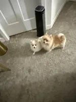 Binky, a male Pomeranian for sale in Charles Town, WV – Photo 3 of 6