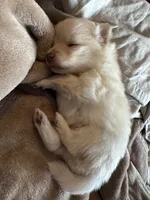 Binky, a male Pomeranian for sale in Charles Town, WV – Photo 6 of 6