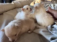 Snowball, a male Pomeranian for sale in Charles Town, WV – Photo 4 of 6