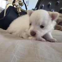 Precious, a female Pomeranian for sale in Charles Town, WV – Photo 3 of 7