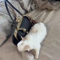 Precious, a female Pomeranian for sale in Charles Town, WV – Photo 6 of 7