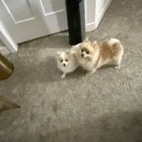 Precious, a female Pomeranian for sale in Charles Town, WV – Photo 4 of 7