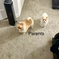 Precious, a female Pomeranian for sale in Charles Town, WV – Photo 2 of 7