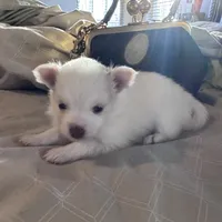 Precious, a female Pomeranian for sale in Charles Town, WV – Photo 1 of 7