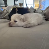 Precious, a female Pomeranian for sale in Charles Town, WV – Photo 7 of 7