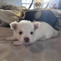 Precious, a female Pomeranian for sale in Charles Town, WV – Photo 5 of 7