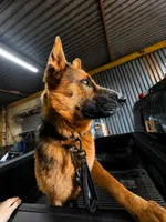 Rocky, a male German Shepherd Dog for sale in Canton, MI – 1 of 1