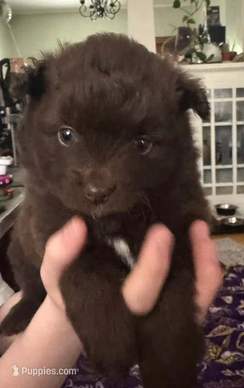 Chocolate Boy  – Pomeranian puppy for sale in Rumford, ME