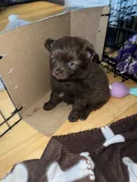 Lil chocolate , a female Pomeranian for sale in Rumford, ME – 4 of 5