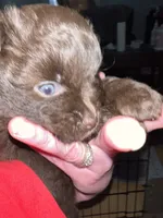 Lil chocolate , a female Pomeranian for sale in Rumford, ME – 2 of 5