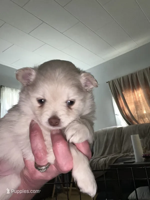 Whitie  – Pomeranian puppy for sale in Rumford, ME