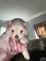 Whitie , a female Pomeranian for sale in Rumford, ME – 2 of 6