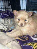 Meadow (red), a female Pomeranian for sale in Rumford, ME – 4 of 9