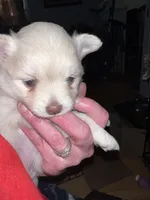 Whitie , a female Pomeranian for sale in Rumford, ME – 1 of 6