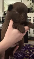 Lil chocolate , a female Pomeranian for sale in Rumford, ME – 2 of 8