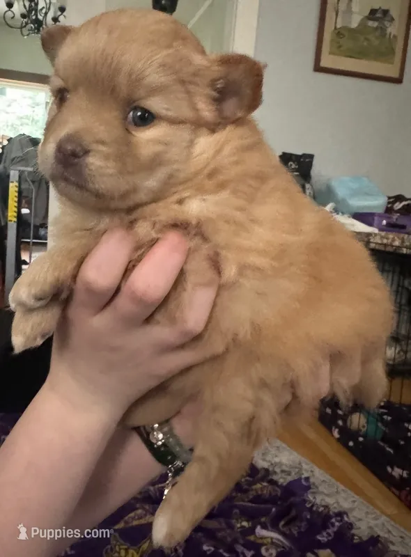 Meadow (red) – Pomeranian puppy for sale in Rumford, ME